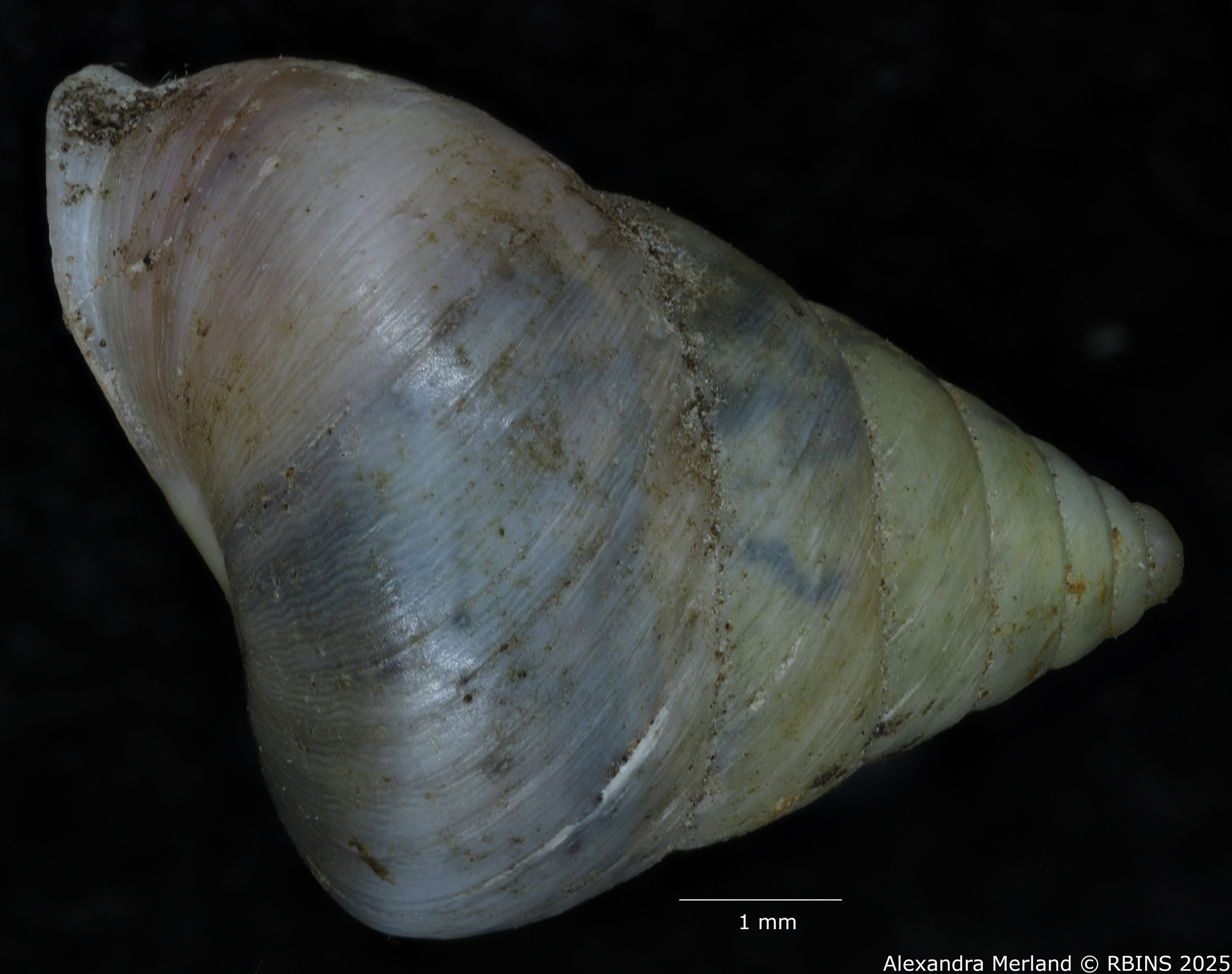 BE-RBINS-INV-MT-2009-Eutrochatella-jaumei-pt-L2.jpg