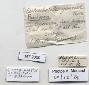 BE-RBINS-INV-MT-2009-Eutrochatella-jaumei-pt-label.jpg BE-RBINS-INV-MT-2009-Eutrochatella-jaumei-pt-label.jpg