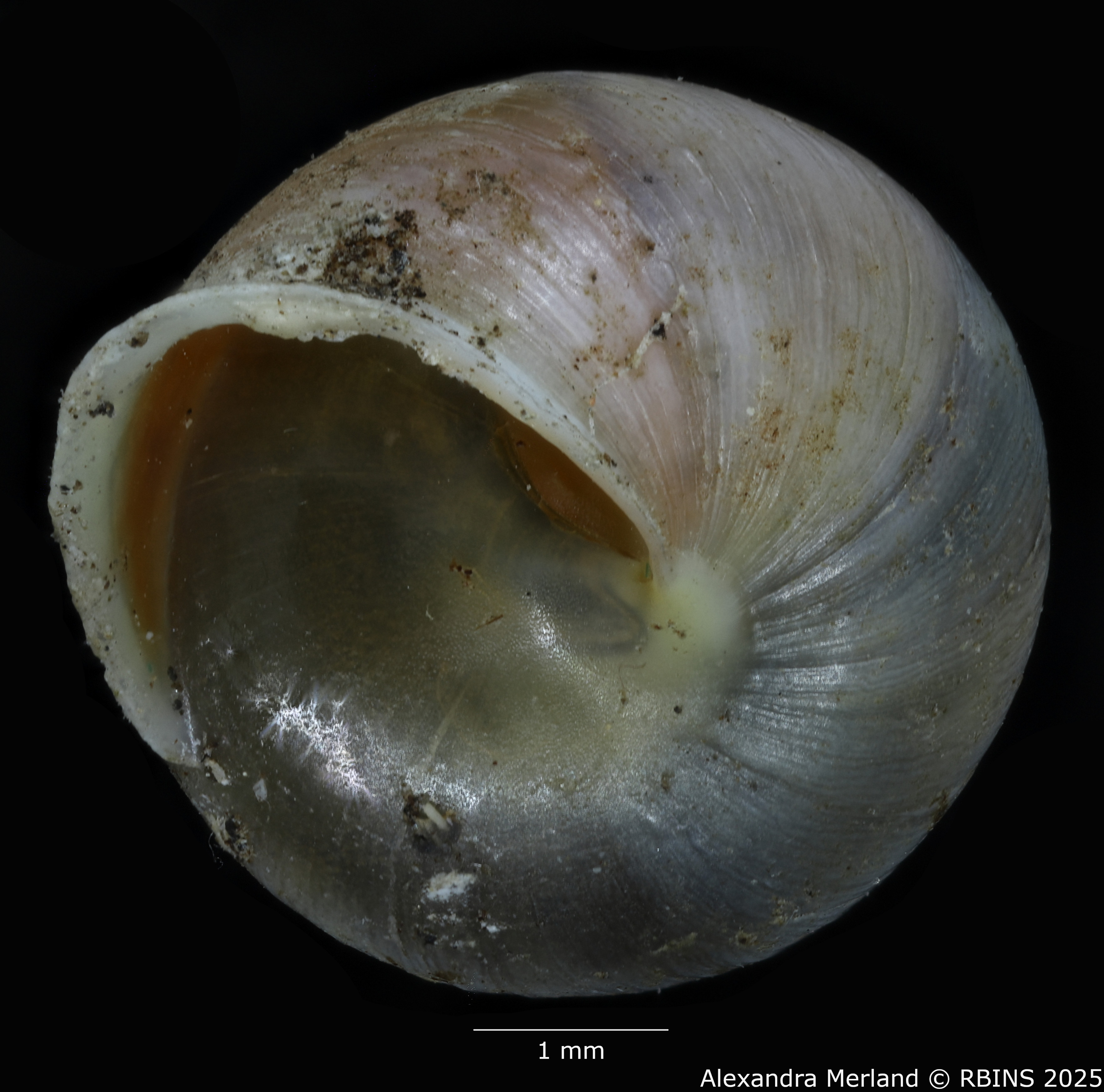 BE-RBINS-INV-MT-2009-Eutrochatella-jaumei-pt-V.jpg