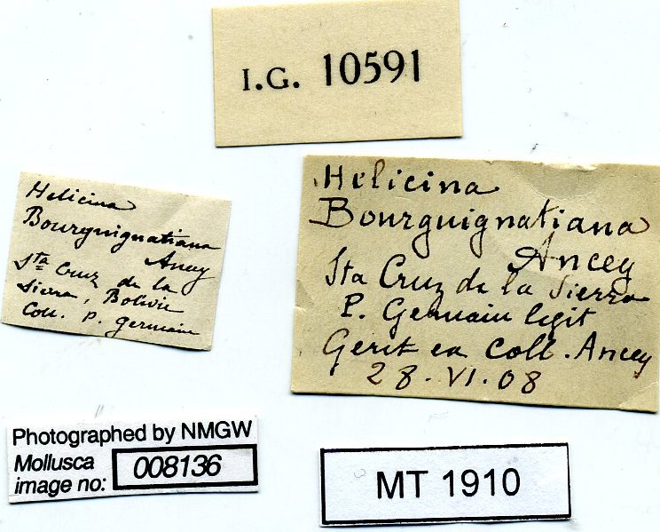 BE-RBINS-INV-MT-1910-Helicina-bourguignatiana-pt-label.jpg