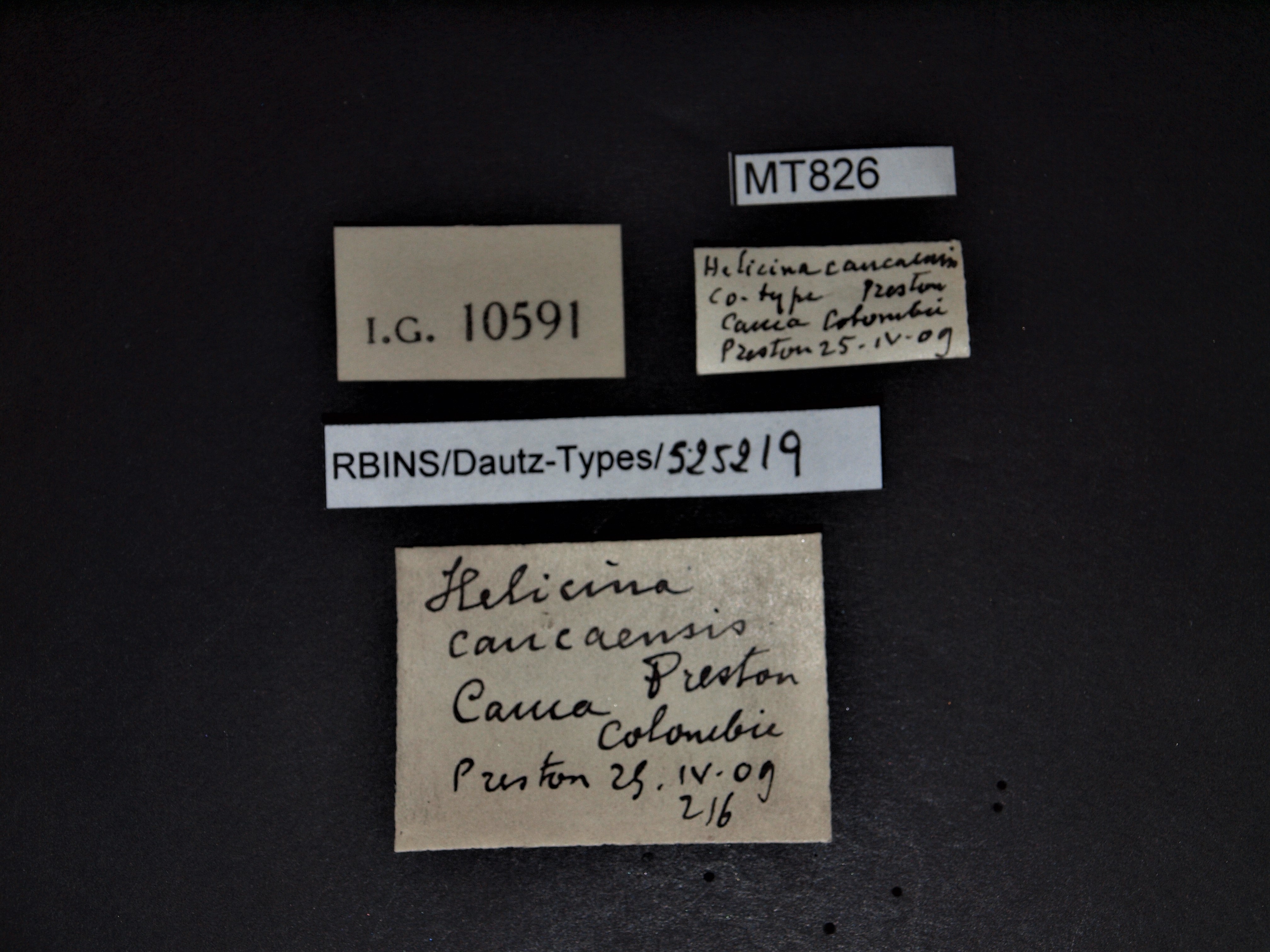 BE-RBINS-INV PARATYPE MT 826 Helicina caucaensis LABELS.pg