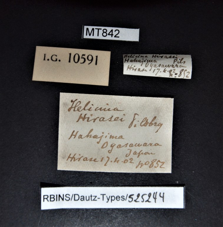 BE-RBINS-INV PARATYPE MT 842 Helicina hirasei LABELS.jpg