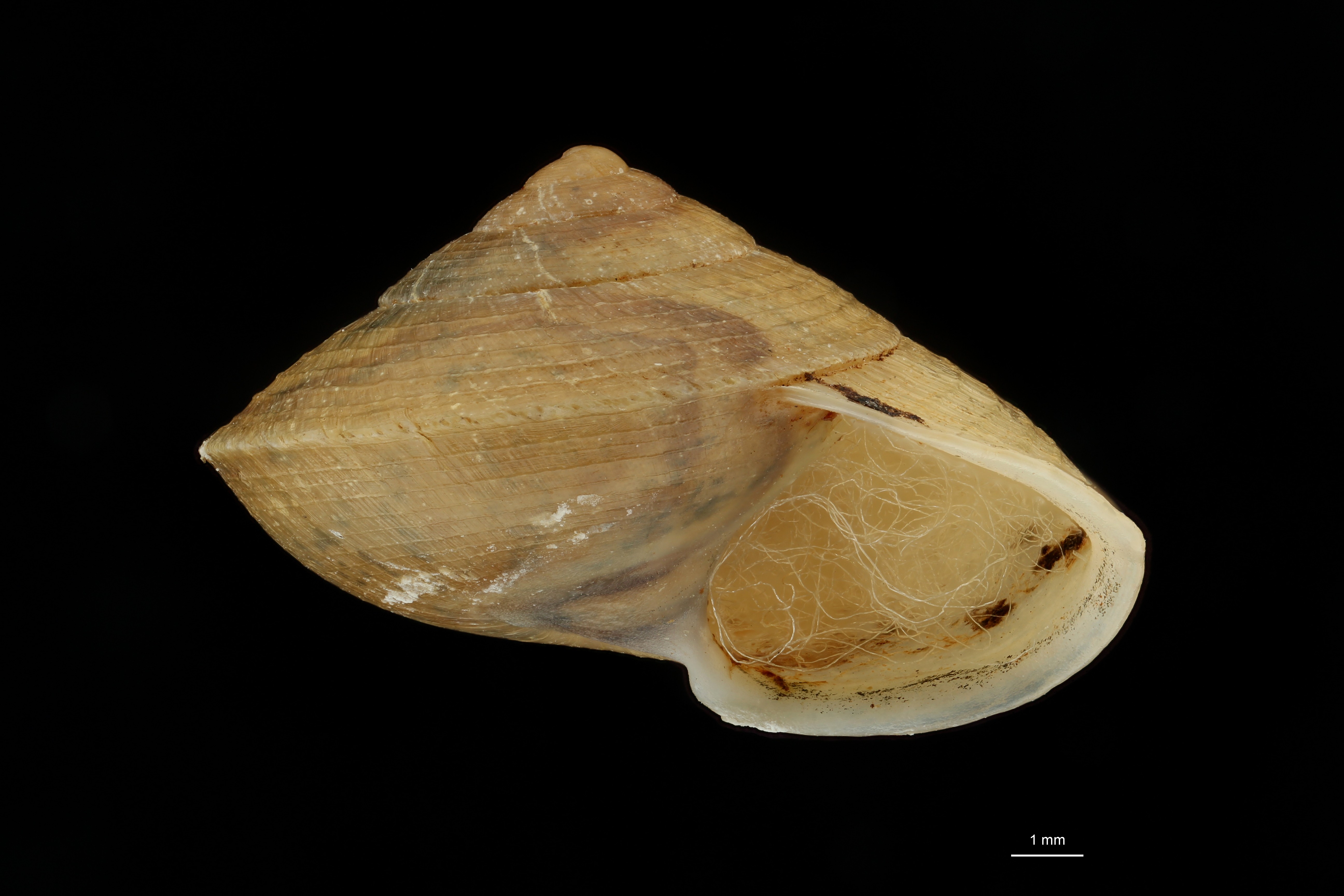 BE-RBINS-INV HOLOTYPE MT 42 Helicina lirifera LATERAL ZS DMap Scaled.jpg