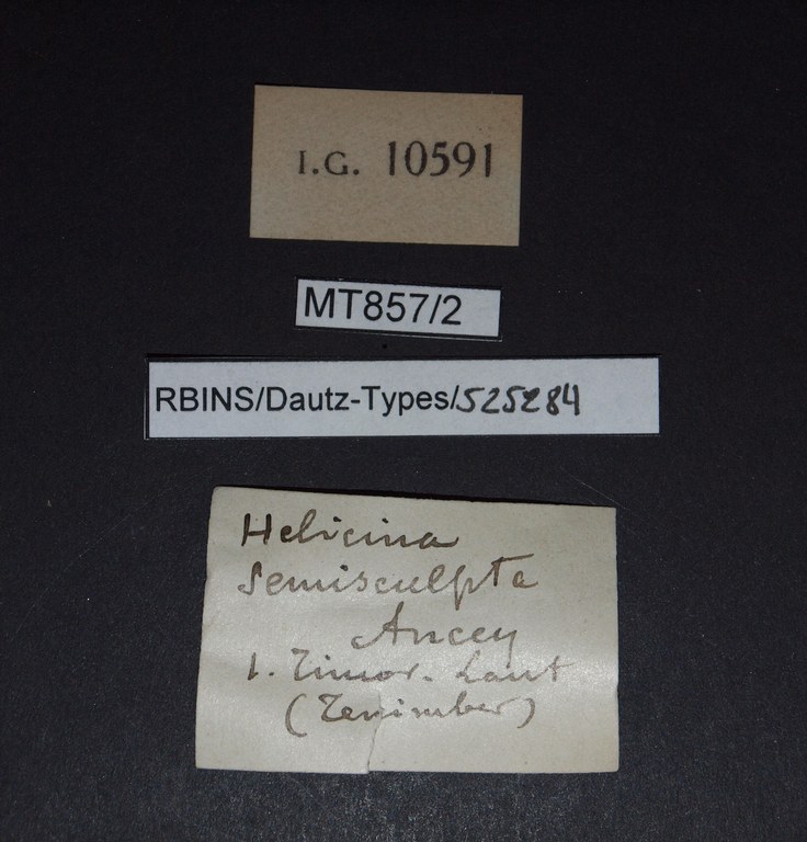 BE-RBINS-INV PARATYPE MT.857/2 Helicina semisculpta LABELS.jpg