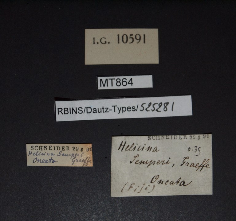 BE-RBINS-INV PARATYPE MT 864 Helicina semperiLABELS.jpg