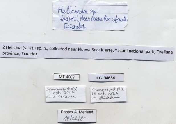 BE-RBINS-INV-MT-4007-Helicina-sp-pt-label.jpg