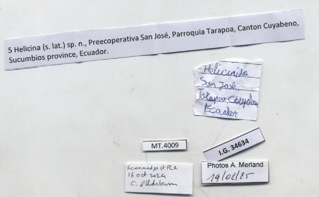 BE-RBINS-INV-MT-4009-Helicina-sp-pt-label.jpg