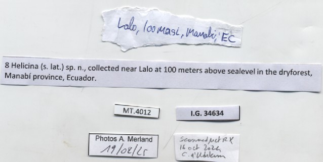 BE-RBINS-INV-MT-4012-Helicina-sp-pt-label.jpg