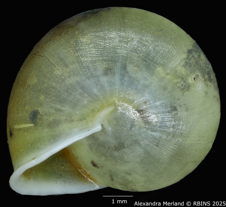 BE-RBINS-INV-MT-4012-Helicina-sp-pt-V.jpg BE-RBINS-INV-MT-4012-Helicina-sp-pt-V.jpg