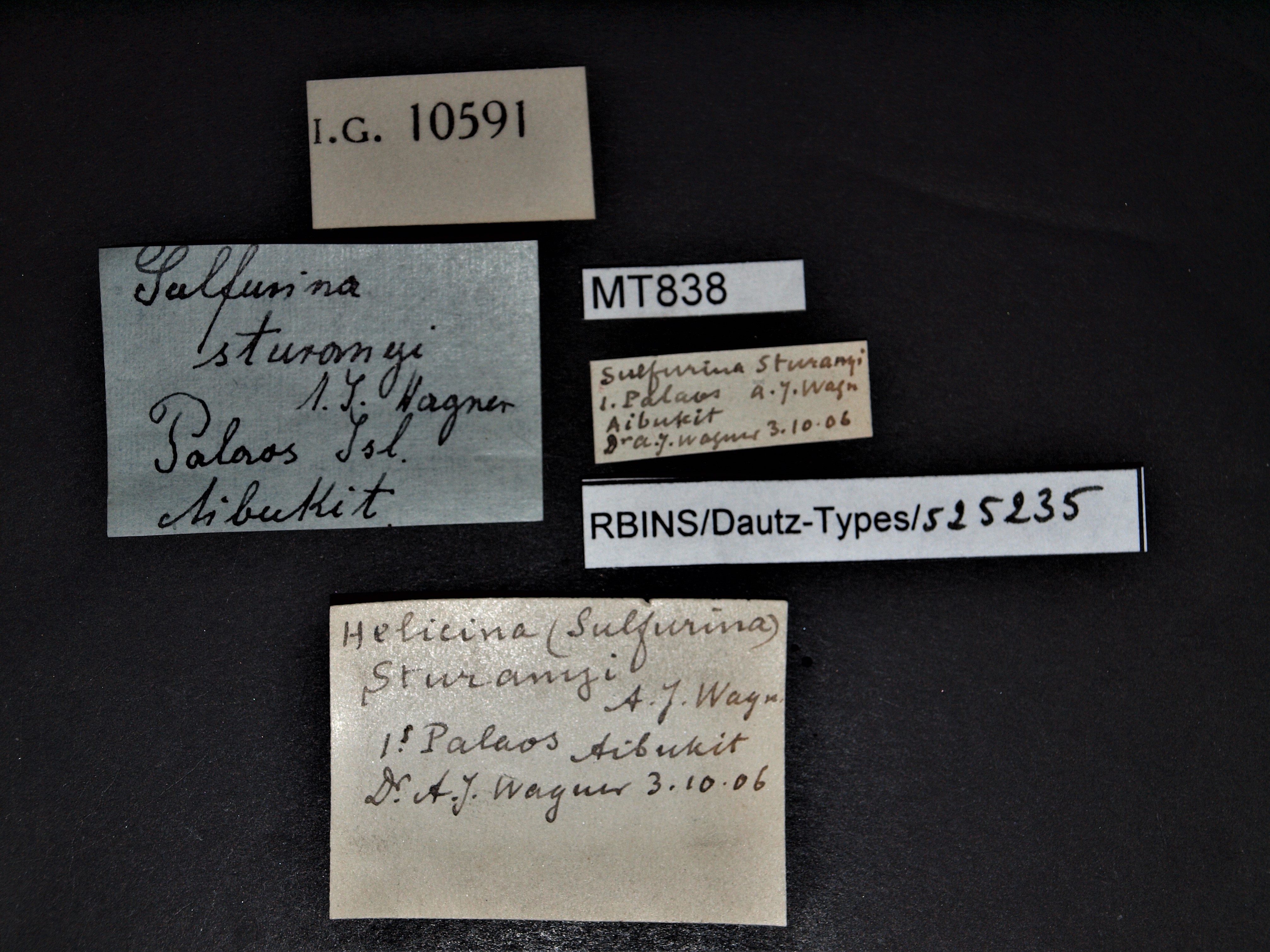 BE-RBINS-INV PARATYPE MT 838 Helicina (Sulfurina) sturanyi LABELS.jpg