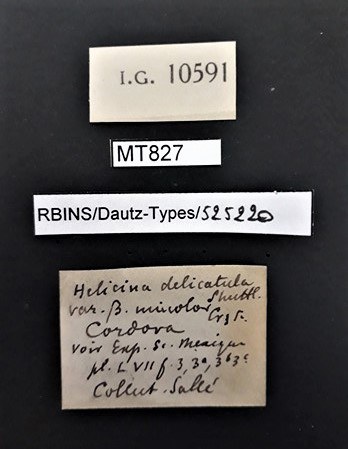 BE-RBINS-INV PARATYPE MT 827 Helicina delicatula var. unicolor LABELS.jpg