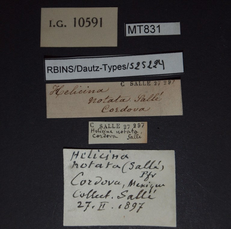 BE-RBINS-INV PARATYPE MT 831 Helicina (Tristramia) notata LABELS.jpg
