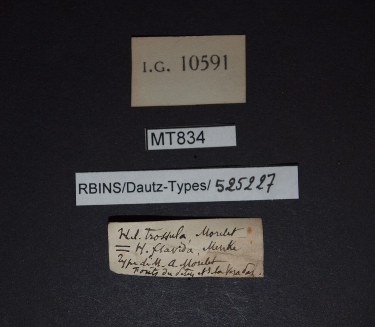 BE-RBINS-INV HOLOTYPE MT 834 Helicina (Tristramia) trossula LABELS.jpg