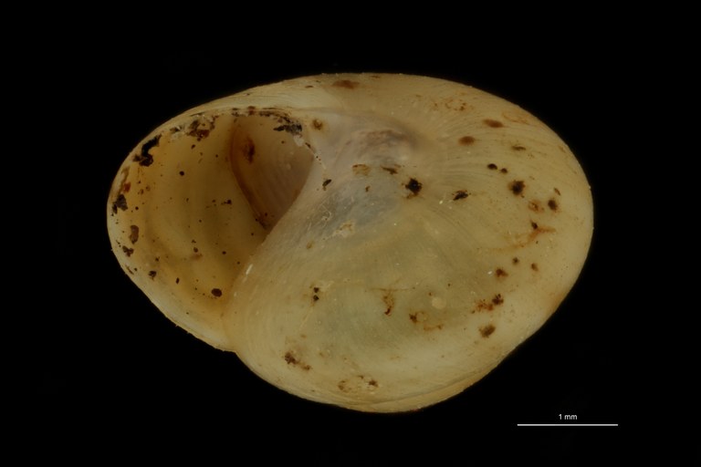 BE-RBINS-INV PARATYPE MT 847 Helicina vitiensis FRONTAL.jpg