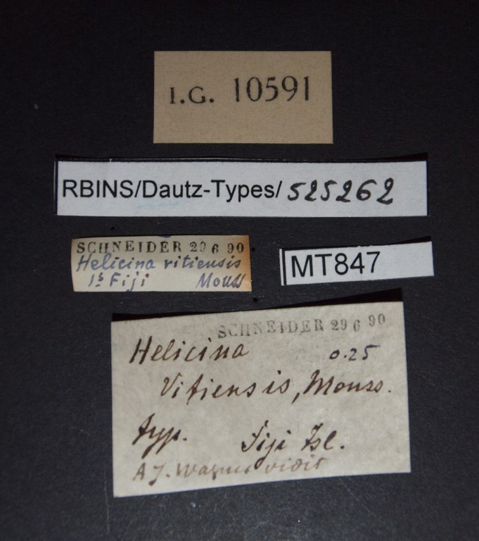 BE-RBINS-INV PARATYPE MT 847 Helicina vitiensis LABELS.jpg
