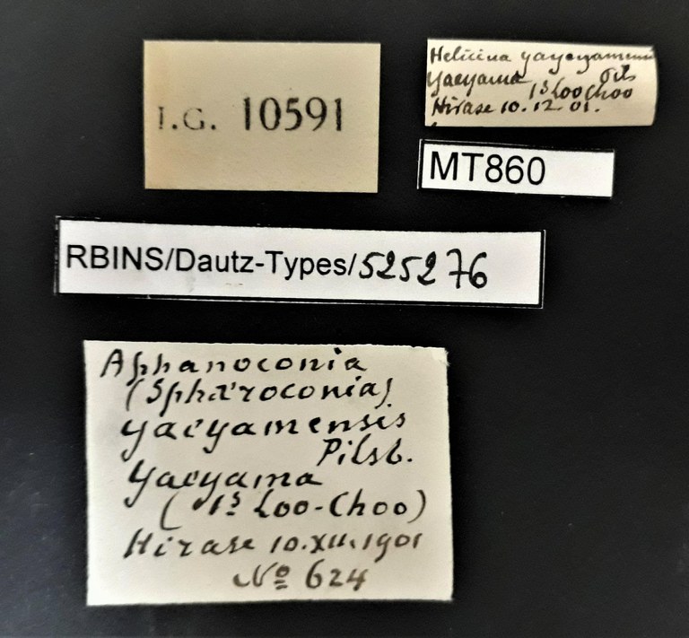 BE-RBINS-INV PARATYPE MT 860 Helicina yaeyamensis LABELS.jpg