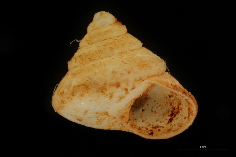 BE-RBINS-INV HOLOTYPE MT 41 Trochatella simpsoni LATERAL ZS DMap Scaled.jpg