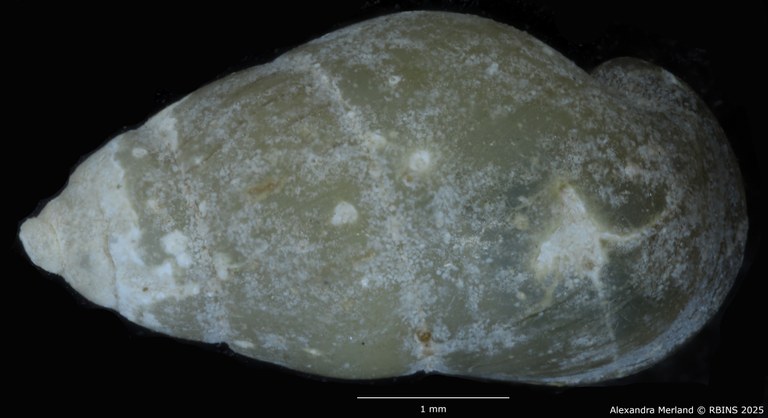 BE-RBINS-INV-MT-49-Manningiella-expansa-pt-D.jpg BE-RBINS-INV-MT-49-Manningiella-expansa-pt-D.jpg