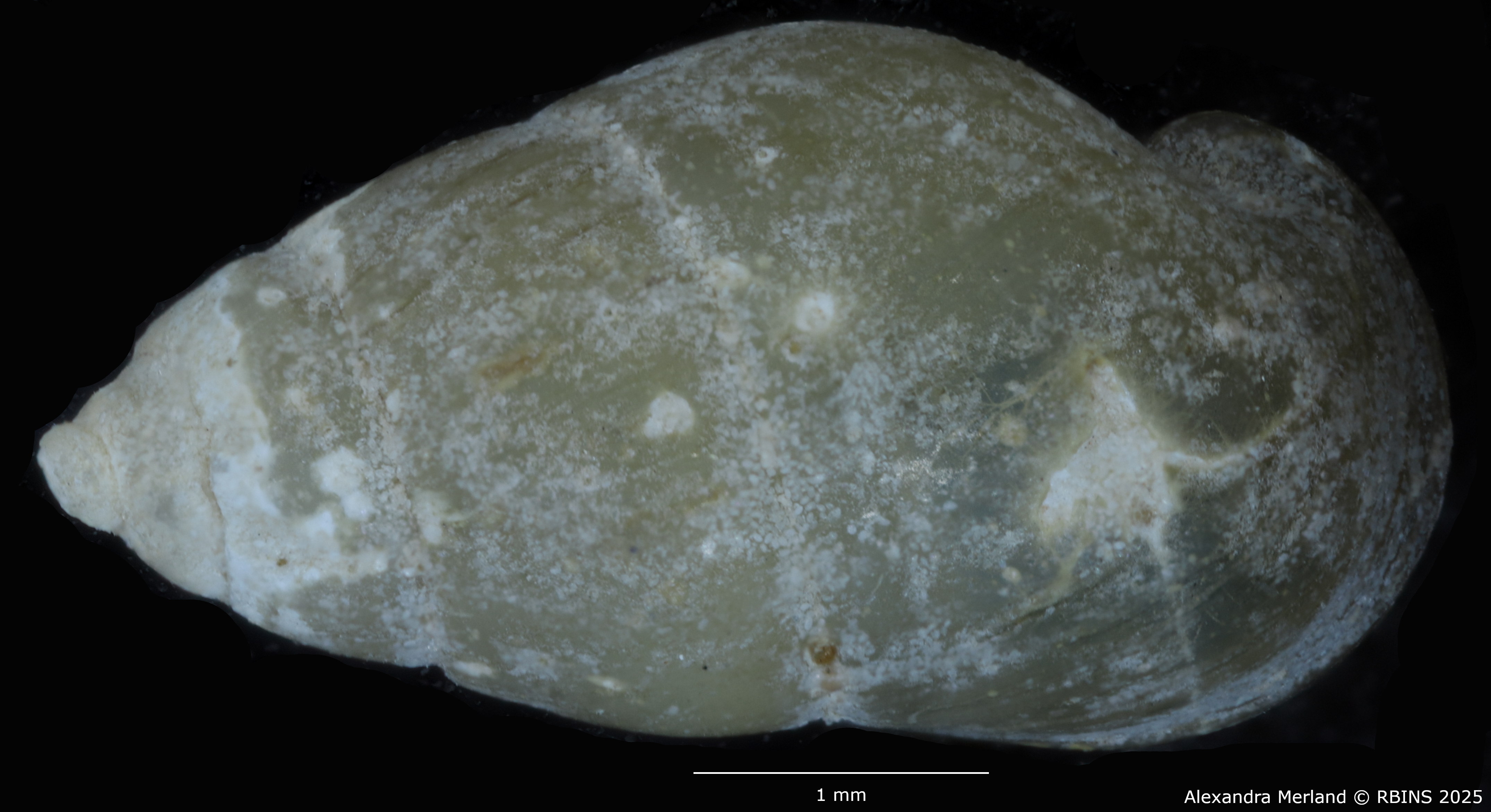 BE-RBINS-INV-MT-49-Manningiella-expansa-pt-D.jpg