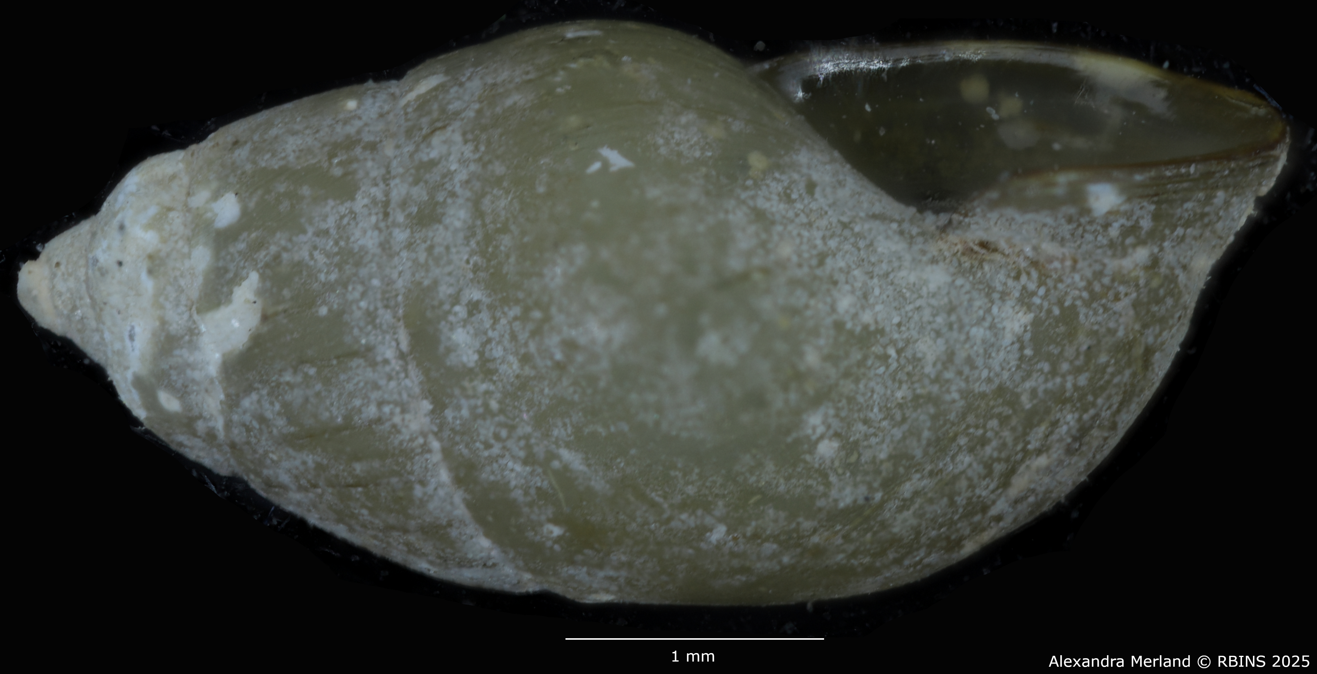 BE-RBINS-INV-MT-49-Manningiella-expansa-pt-L.jpg