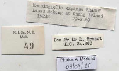 BE-RBINS-INV-MT-49-Manningiella-expansa-pt-label.jpg BE-RBINS-INV-MT-49-Manningiella-expansa-pt-label.jpg