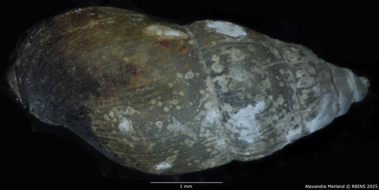 BE-RBINS-INV-MT-303-Manningiella-incerta-pt-D.jpg BE-RBINS-INV-MT-303-Manningiella-incerta-pt-D.jpg