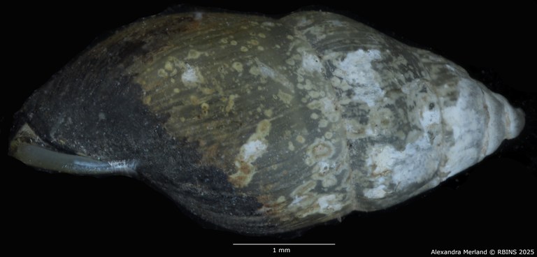 BE-RBINS-INV-MT-303-Manningiella-incerta-pt-L.jpg BE-RBINS-INV-MT-303-Manningiella-incerta-pt-L.jpg