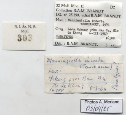 BE-RBINS-INV-MT-303-Manningiella-incerta-pt-label.jpg BE-RBINS-INV-MT-303-Manningiella-incerta-pt-label.jpg