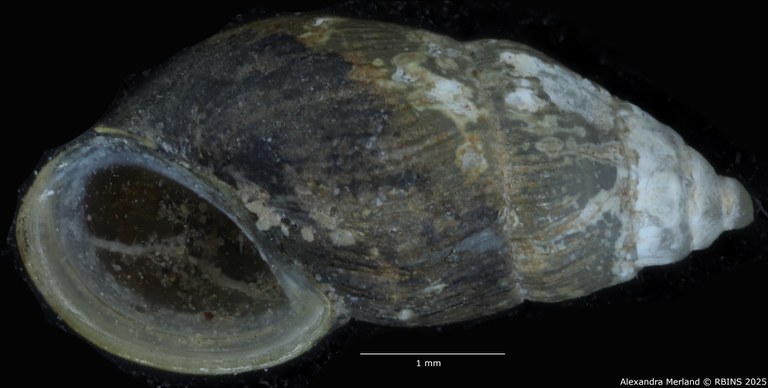 BE-RBINS-INV-MT-303-Manningiella-incerta-pt-V.jpg BE-RBINS-INV-MT-303-Manningiella-incerta-pt-V.jpg