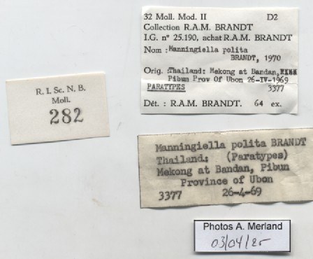 BE-RBINS-INV-MT-282-Manningiella-polita-pt-label.jpg