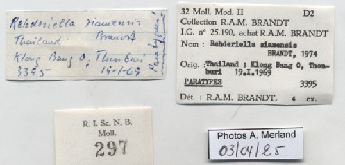 BE-RBINS-INV-MT-297-Rehderiella-siamensis-pt-label.jpg