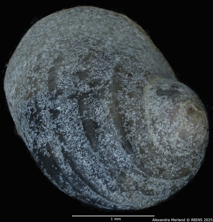 BE-RBINS-INV-MT-285-Wykoffia-minima-pt-D.jpg BE-RBINS-INV-MT-285-Wykoffia-minima-pt-D.jpg