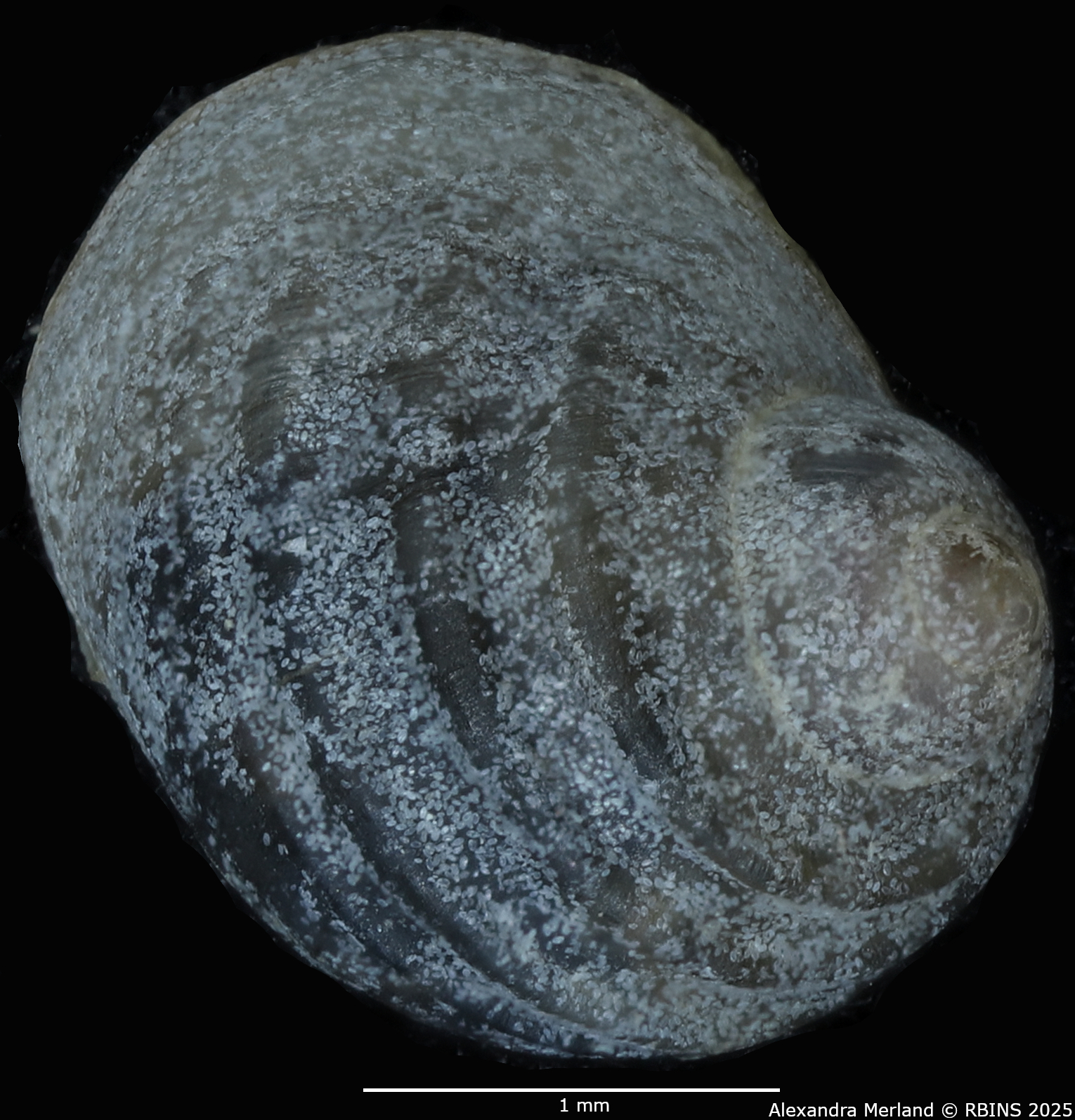 BE-RBINS-INV-MT-285-Wykoffia-minima-pt-D.jpg