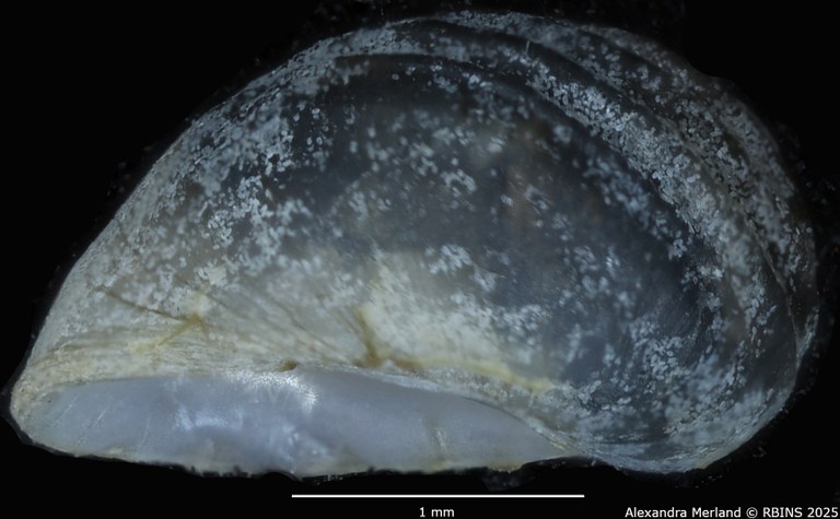 BE-RBINS-INV-MT-285-Wykoffia-minima-pt-L2.jpg BE-RBINS-INV-MT-285-Wykoffia-minima-pt-L2.jpg