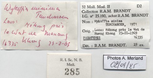 BE-RBINS-INV-MT-285-Wykoffia-minima-pt-label.jpg BE-RBINS-INV-MT-285-Wykoffia-minima-pt-label.jpg