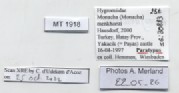 BE-RBINS-INV-MT-1918-Monacha-(Monacha)-menkhorsti-pt-label.jpg