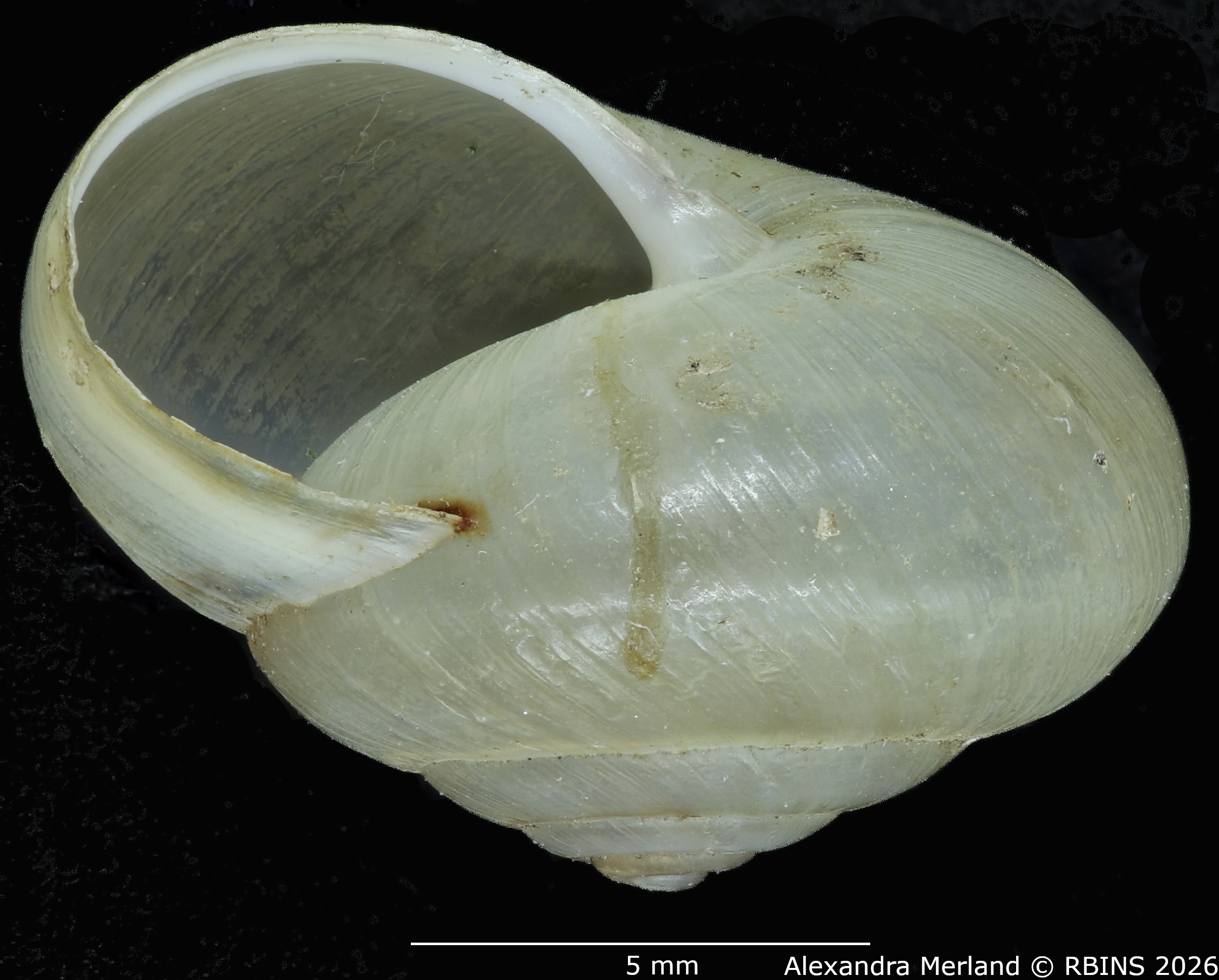 BE-RBINS-INV-MT-2608-Monacha-(Monacha)-oecali-pt-L.jpg