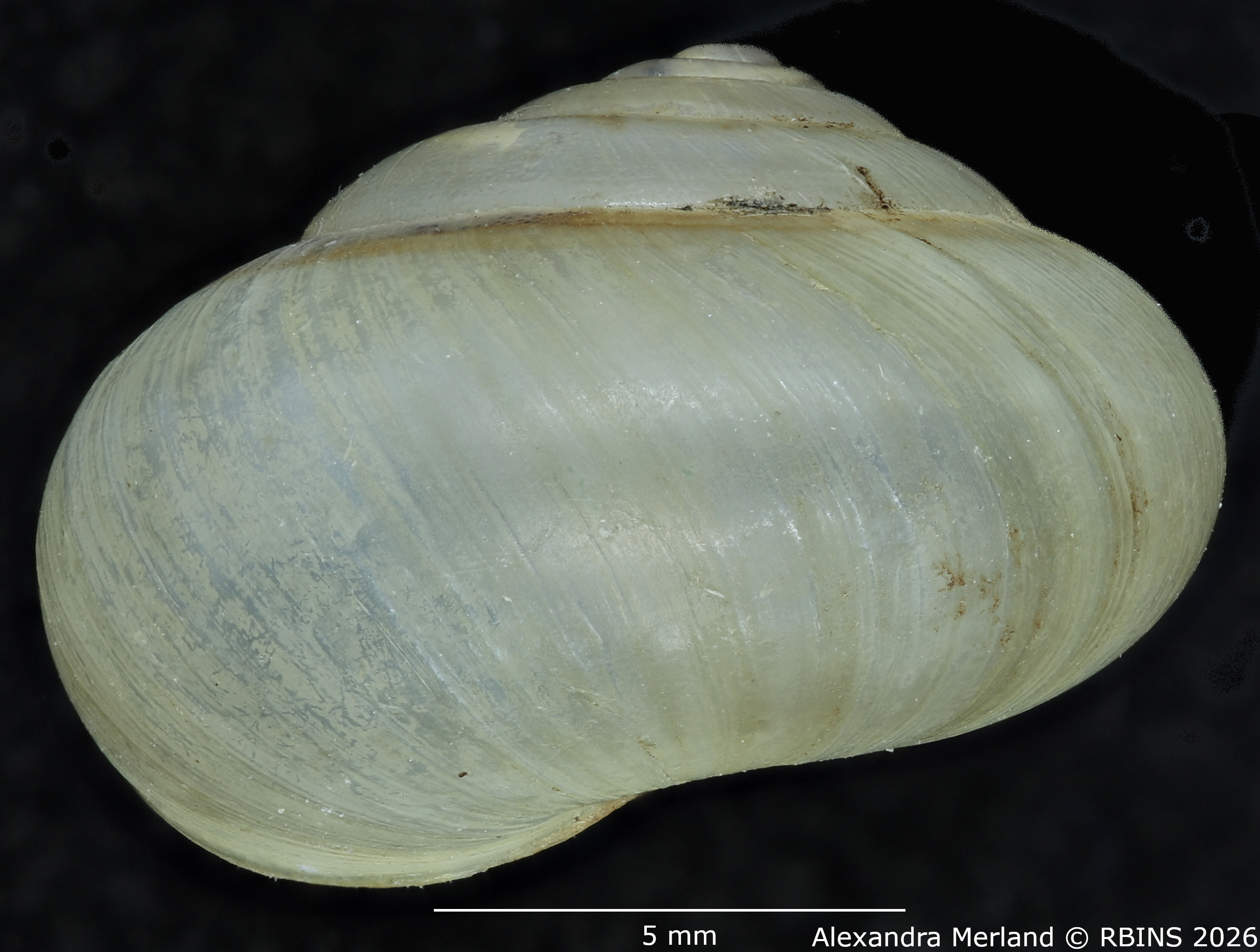 BE-RBINS-INV-MT-2608-Monacha-(Monacha)-oecali-pt-L2.jpg