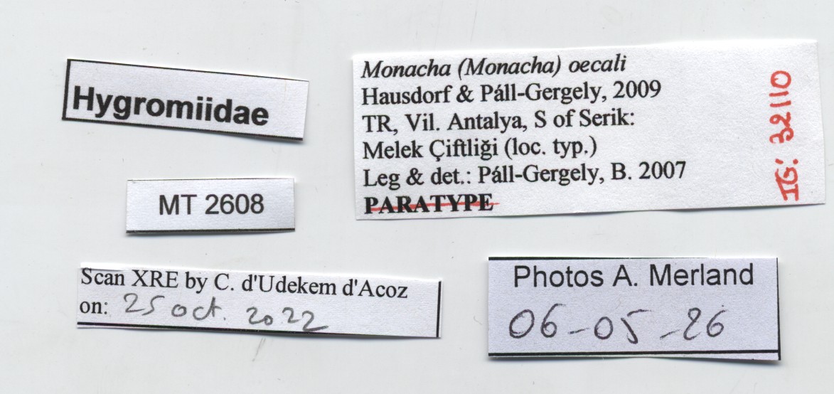 BE-RBINS-INV-MT-2608-Monacha-(Monacha)-oecali-pt-label.jpg