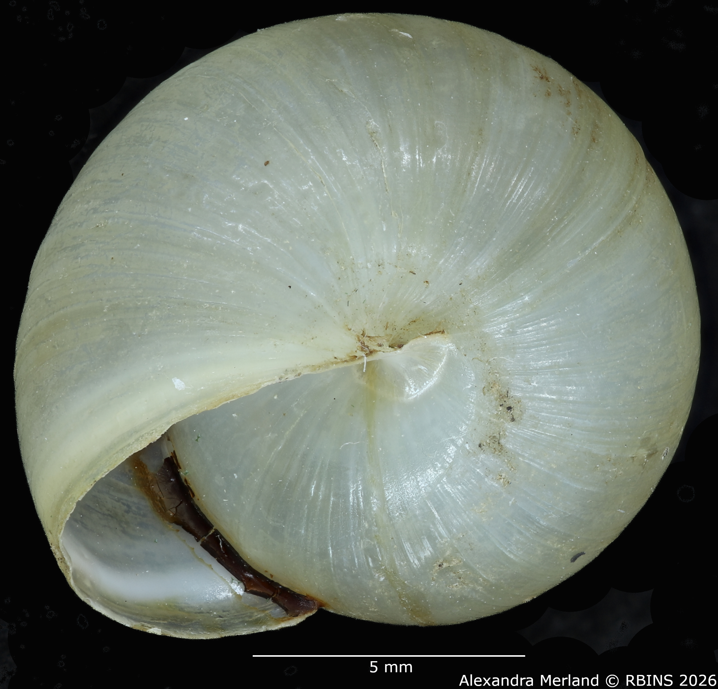 BE-RBINS-INV-MT-2608-Monacha-(Monacha)-oecali-pt-V.jpg