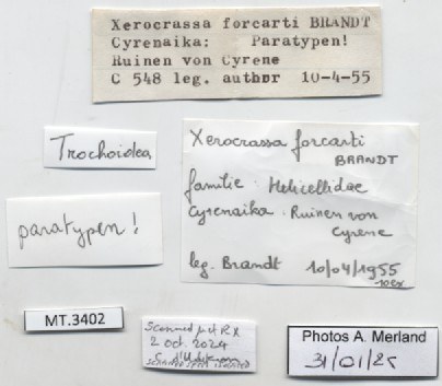 BE-RBINS-INV-MT-3402-Trochoidea-forcarti-pt-label.jpg