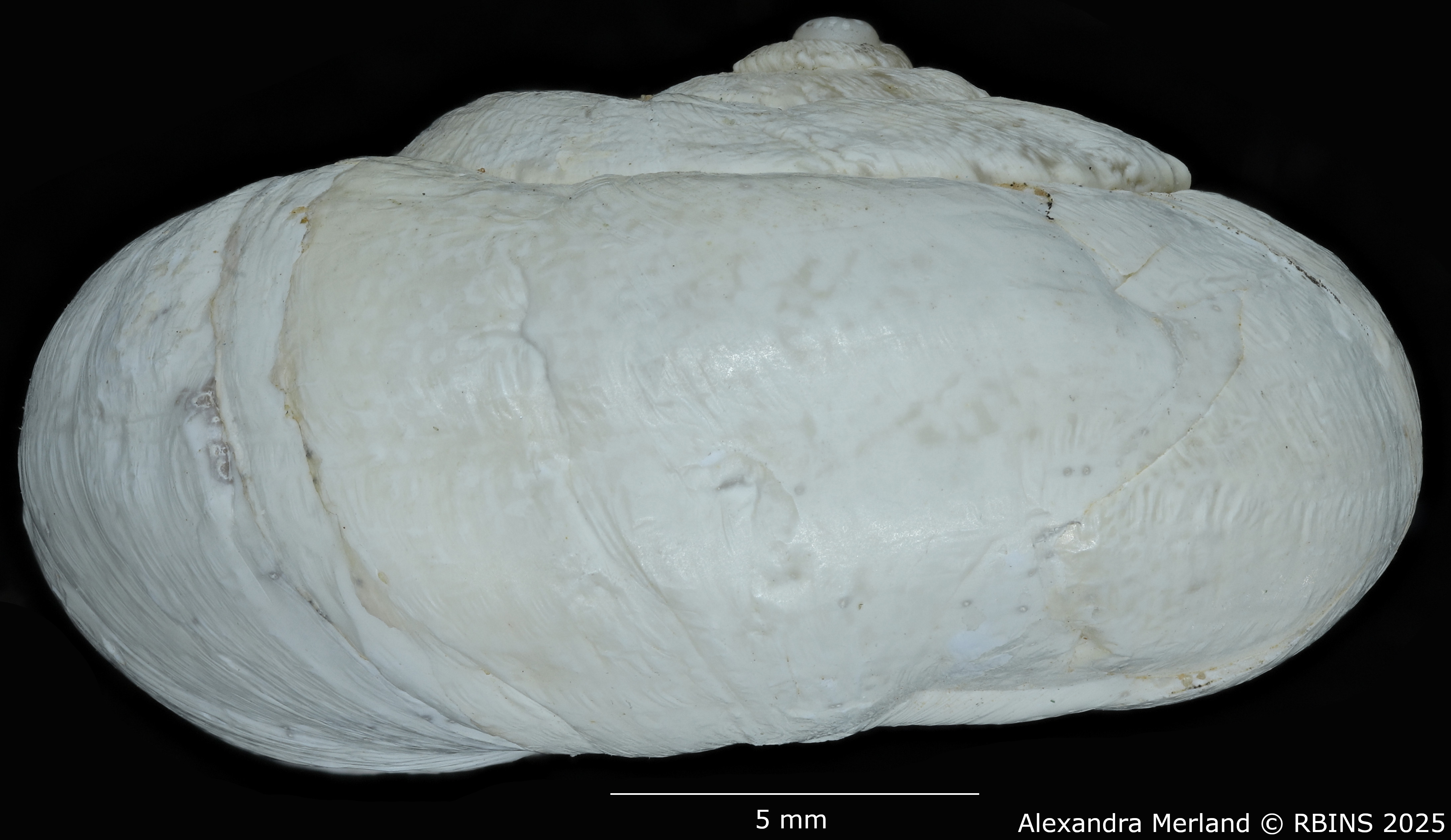 BE-RBINS-INV-MT-3400-Trochoidea-serrulata-jahamaensis-pt-L2.jpg