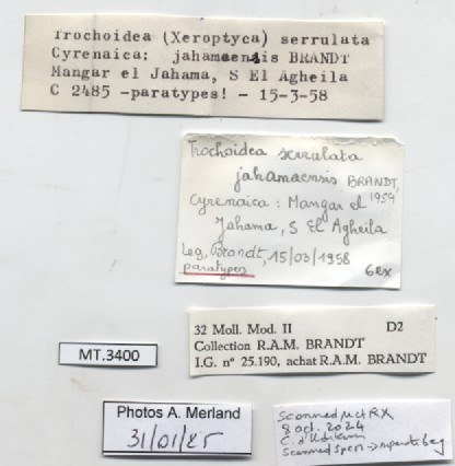 BE-RBINS-INV-MT-3400-Trochoidea-serrulata-jahamaensis-pt-label.jpg