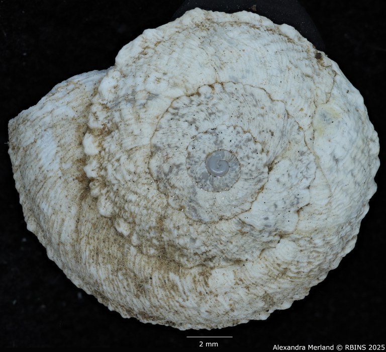 BE-RBINS-INV-MT-3341-Xeroleuca-brulardi-st-D.jpg