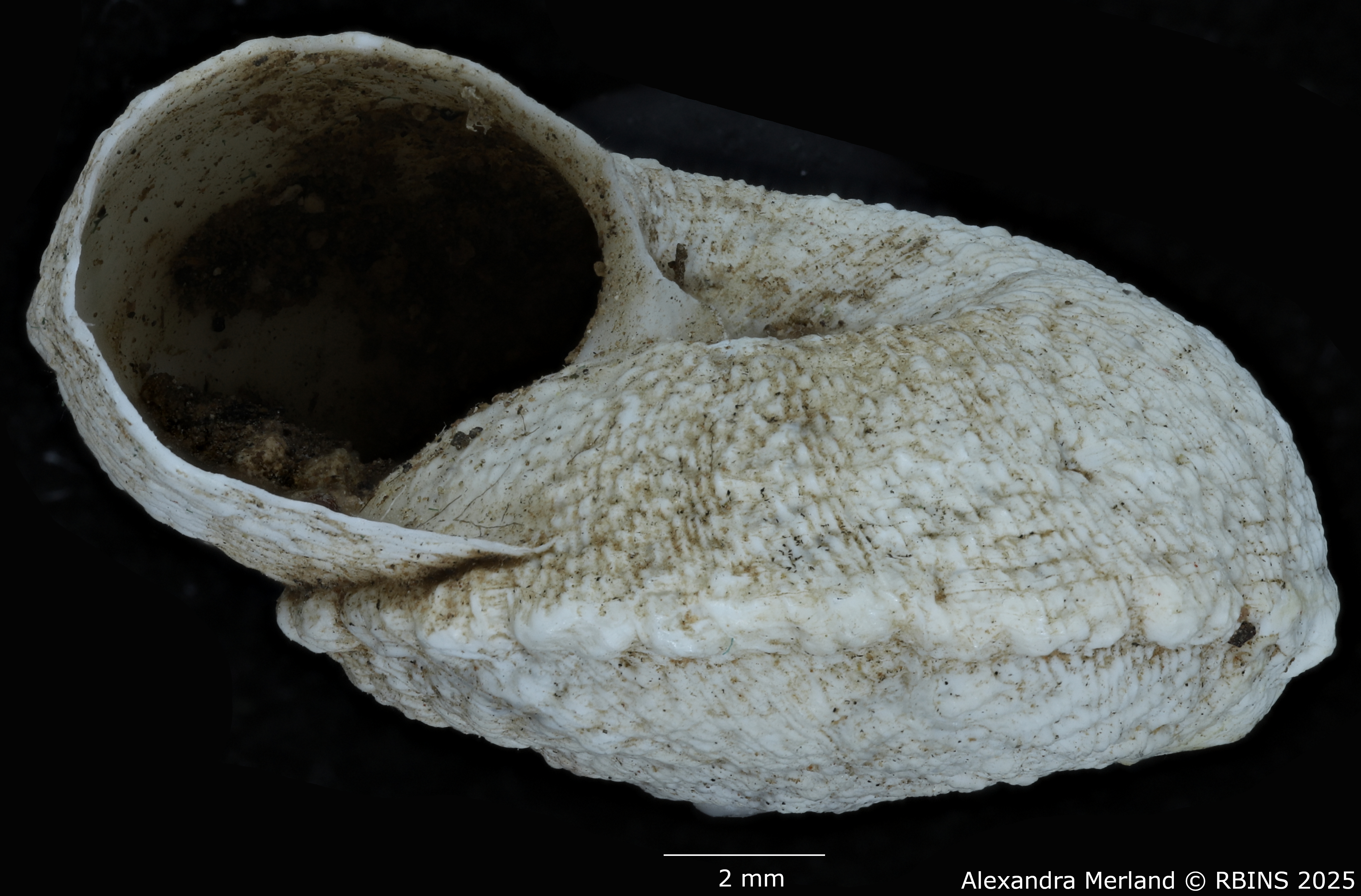 BE-RBINS-INV-MT-3341-Xeroleuca-brulardi-st-L.jpg