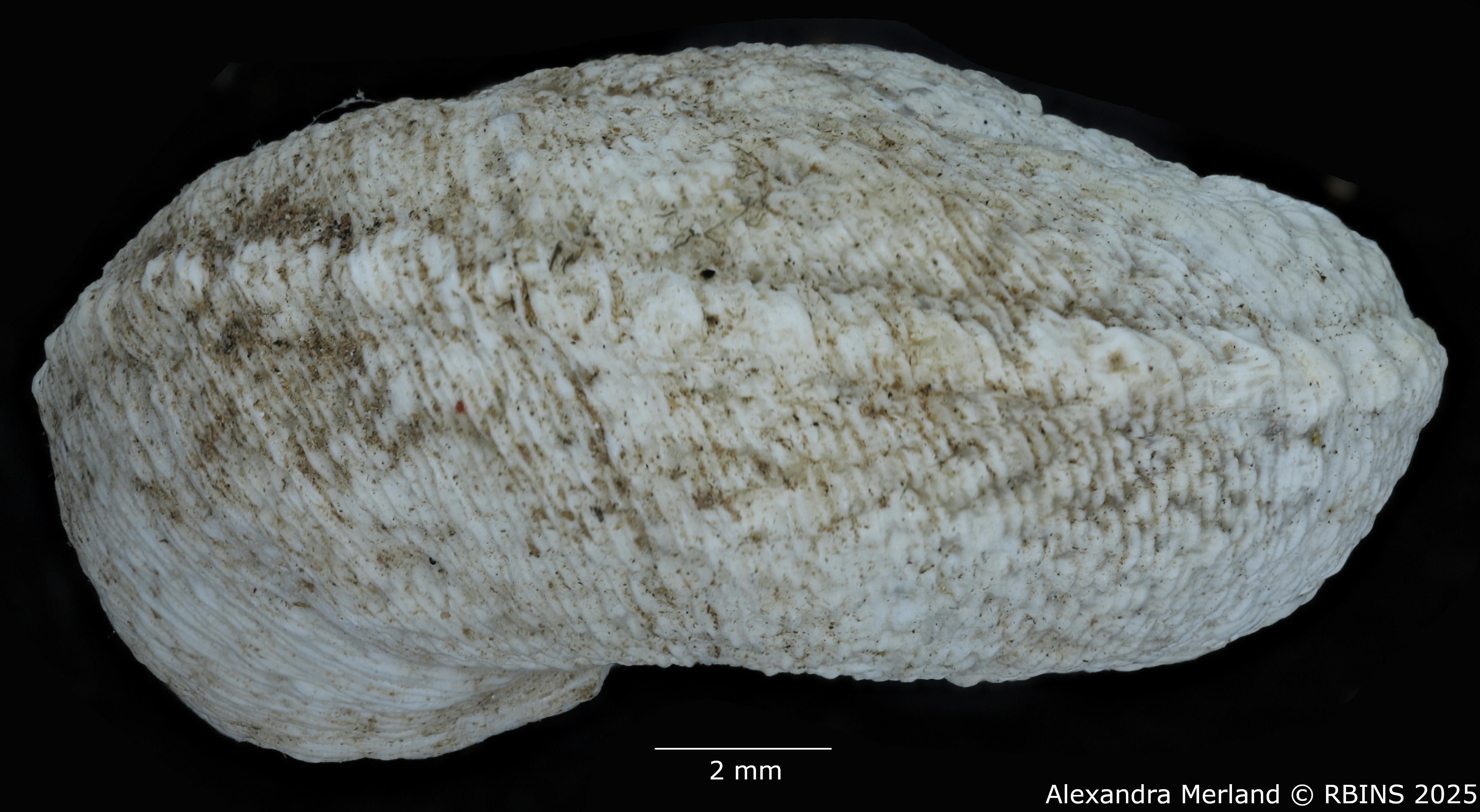BE-RBINS-INV-MT-3341-Xeroleuca-brulardi-st-L2.jpg