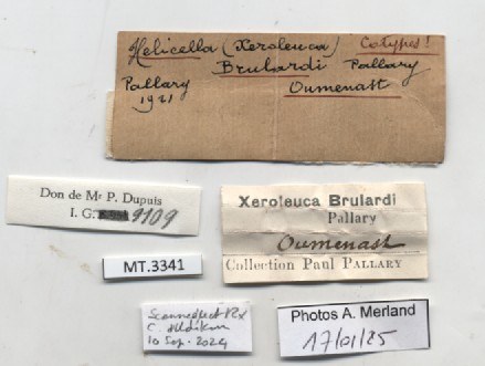 BE-RBINS-INV-MT-3341-Xeroleuca-brulardi-st-label.jpg BE-RBINS-INV-MT-3341-Xeroleuca-brulardi-st-label.jpg