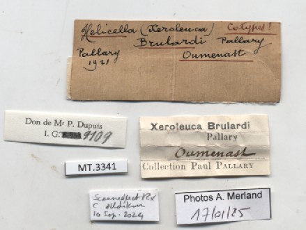 BE-RBINS-INV-MT-3341-Xeroleuca-brulardi-st-label.jpg