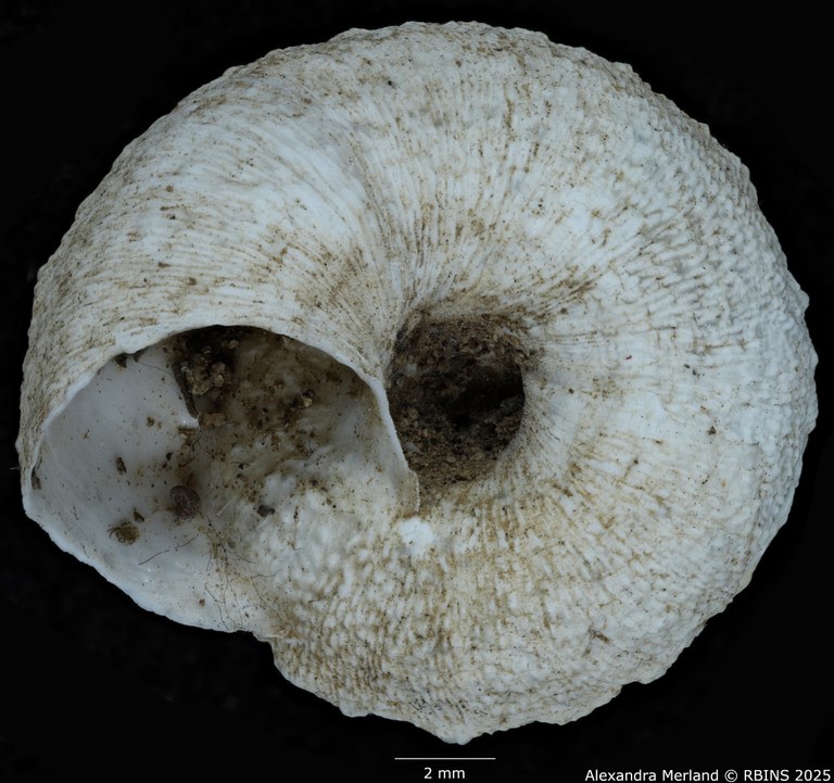 BE-RBINS-INV-MT-3341-Xeroleuca-brulardi-st-V.jpg