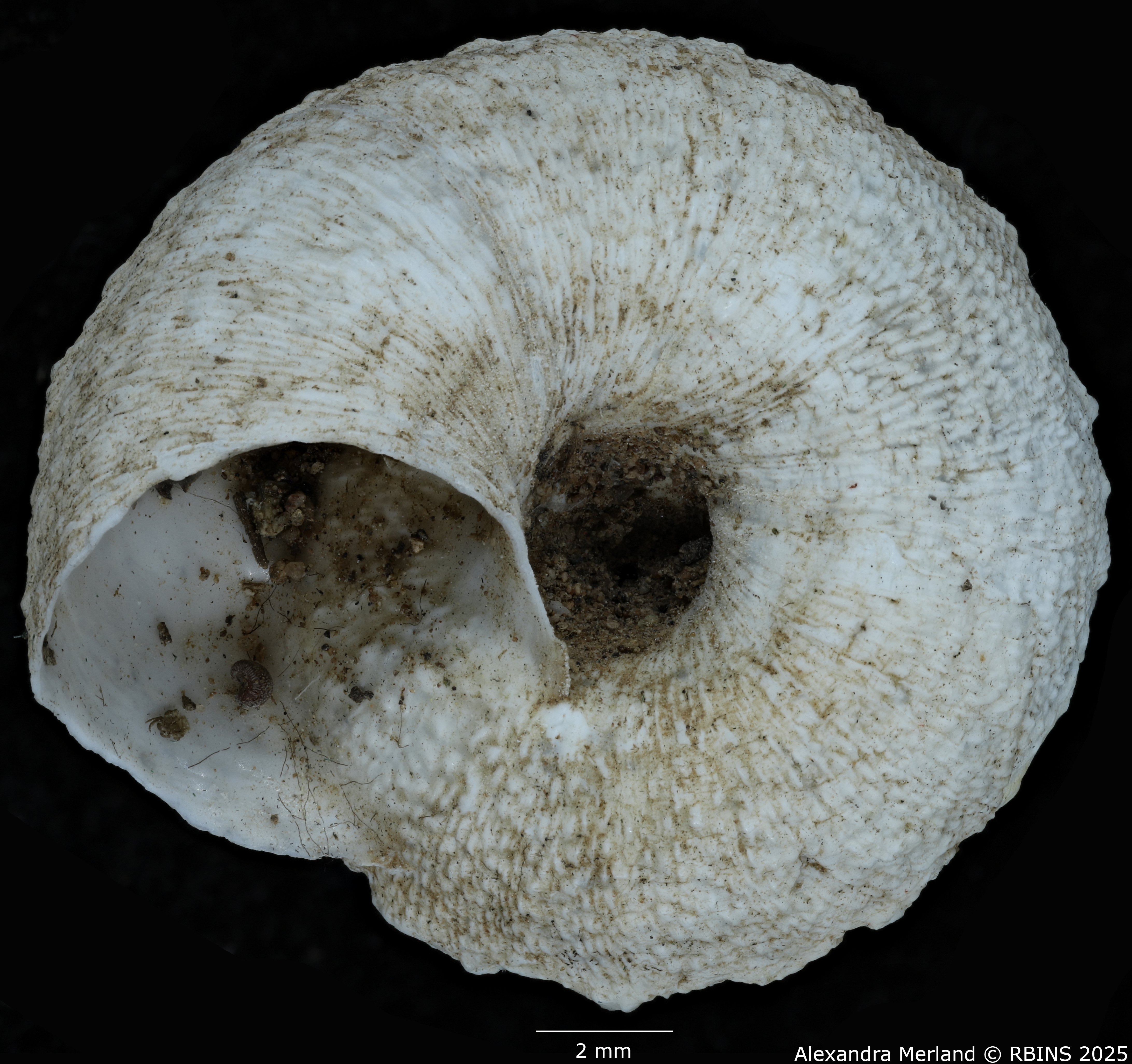 BE-RBINS-INV-MT-3341-Xeroleuca-brulardi-st-V.jpg